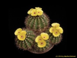 Notocactus linkii HU777 498